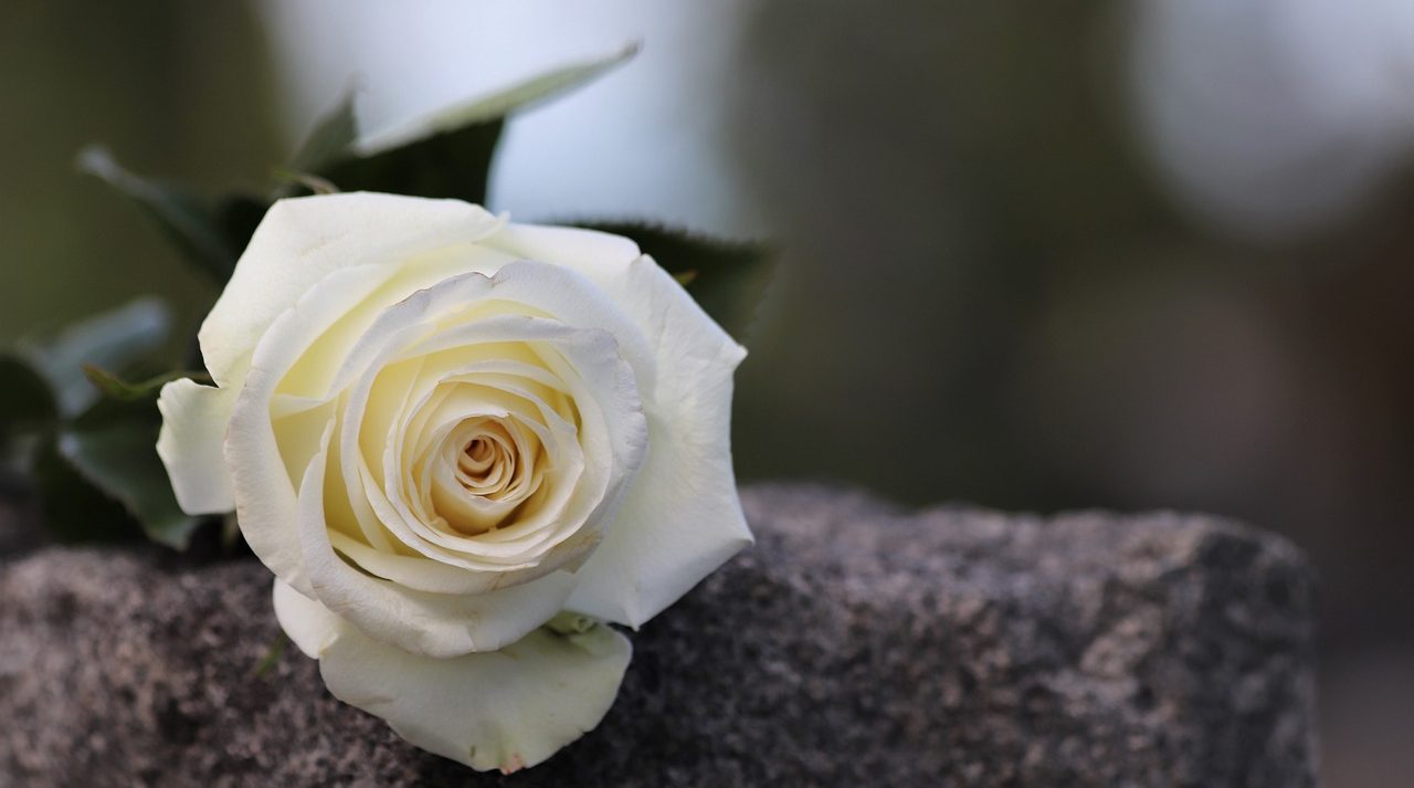 PIX for In Memoriam Donations - White Rose